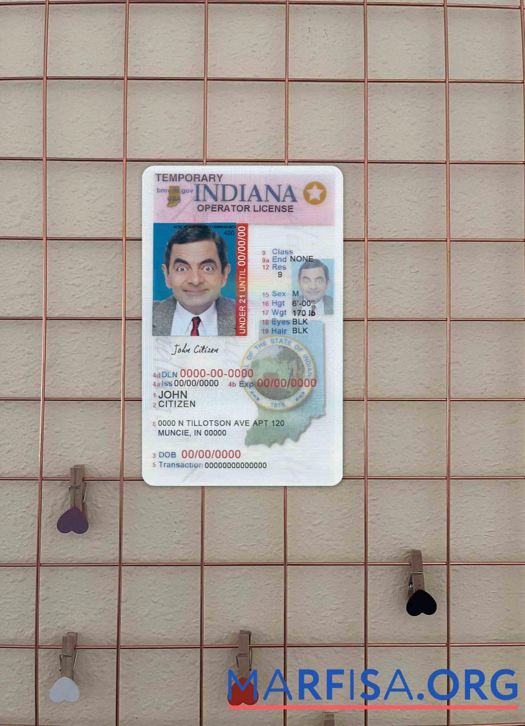 Realistic USA Indiana driving (operator) license under 21 photolook template